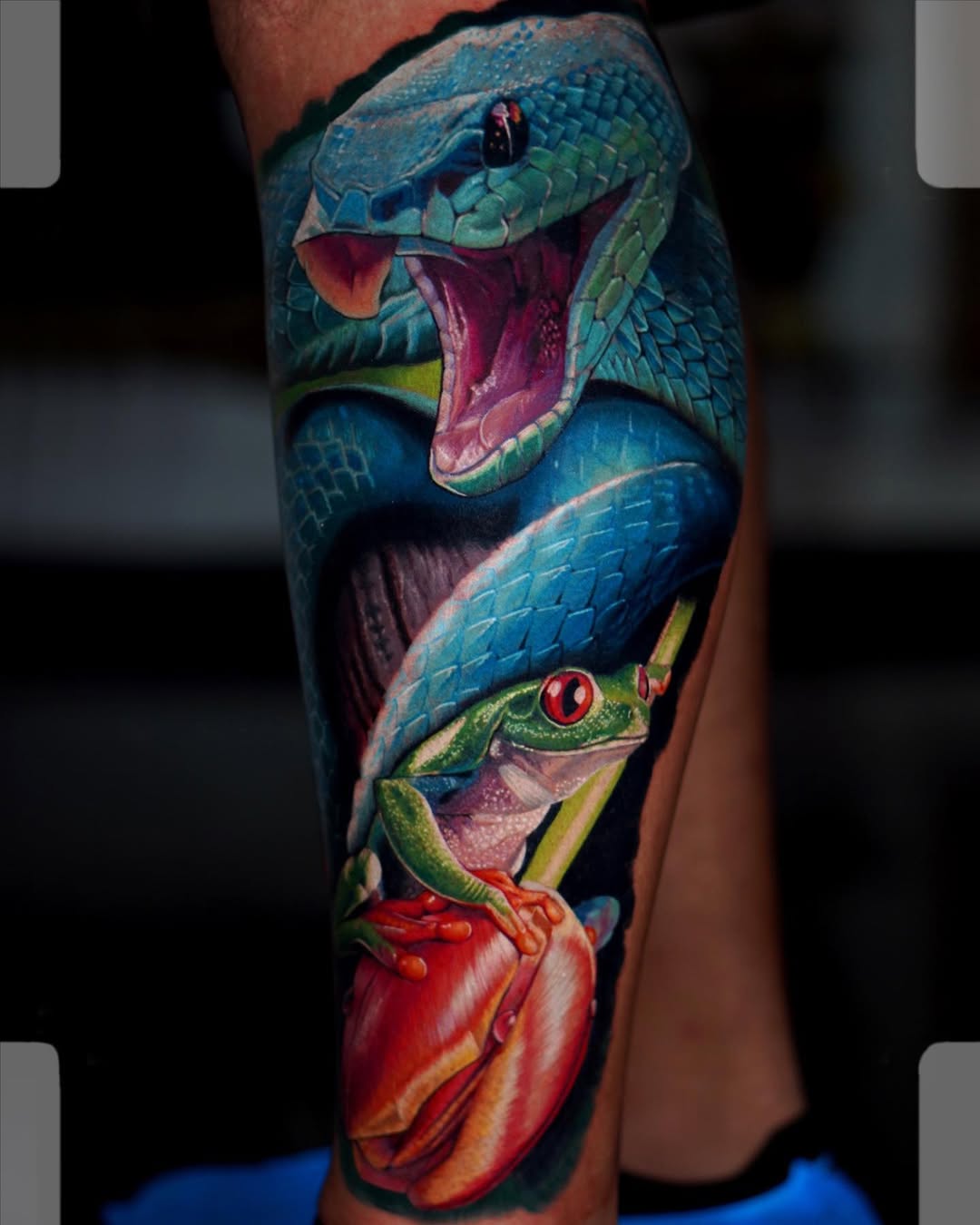 Color realism blue snake with red-eyed frog tattoo on upper arm, Inknation Studio NYC